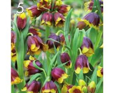 Фритилария Black and Yellow